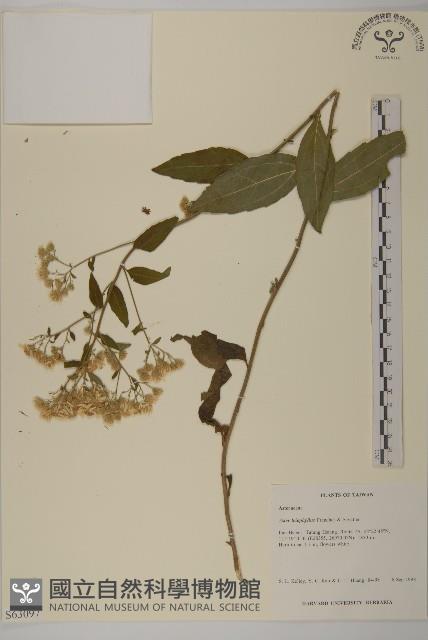 山白蘭藏品圖，第1張