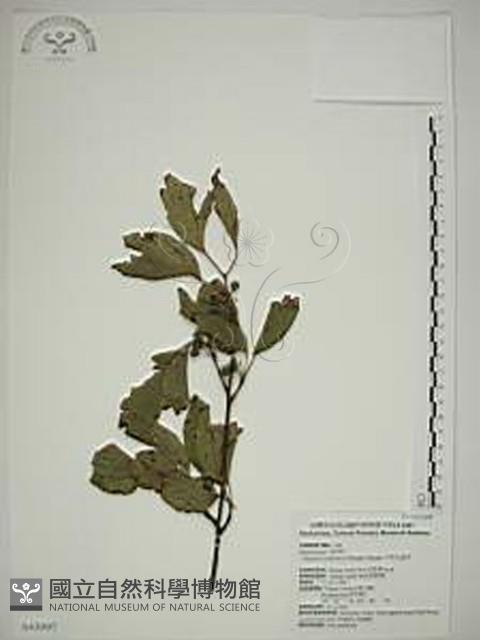 中原氏鼠李藏品圖，第1張