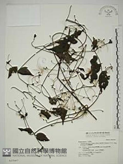 巴氏鐵線蓮藏品圖，第1張