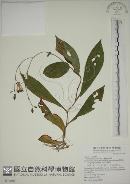 臺灣油點草藏品圖，第1張