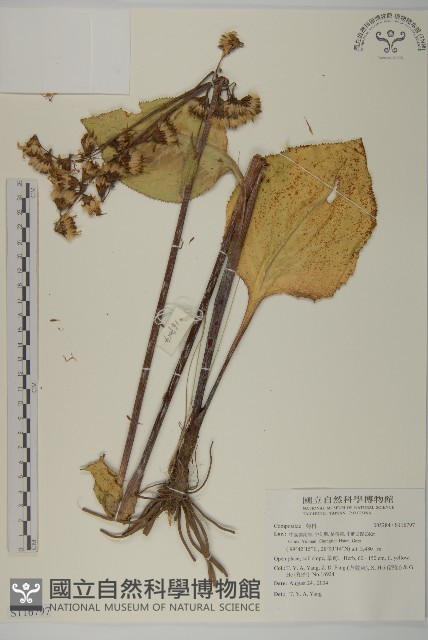 登錄號:S116797藏品圖，第1張