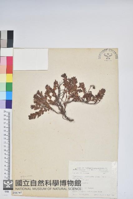 白珠樹藏品圖，第1張