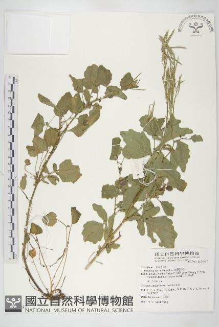 臺灣山芥菜藏品圖，第1張