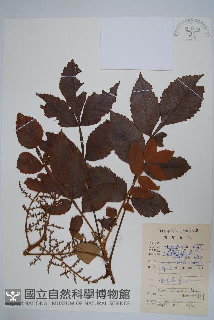 鹽膚木藏品圖，第1張