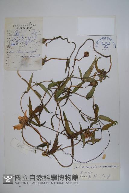 雞蛋參藏品圖，第1張