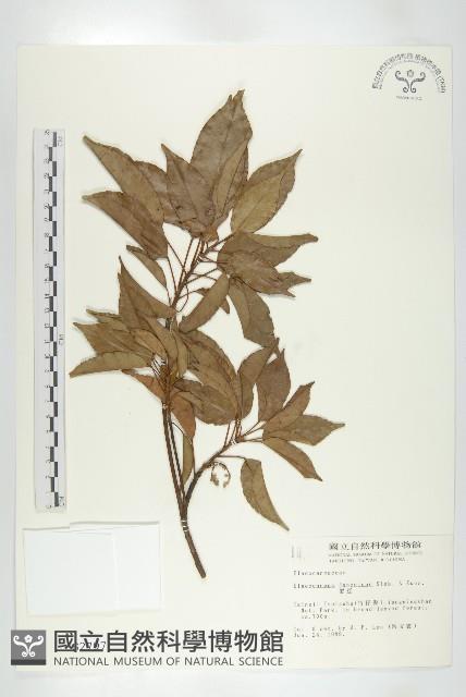 薯豆藏品圖，第1張