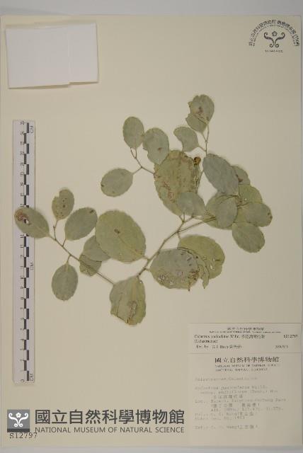 多花滇南蛇藤藏品圖，第1張