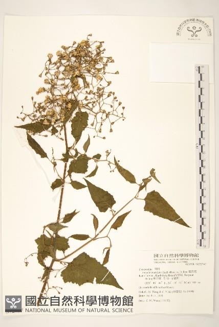 蔓黃菀藏品圖，第1張