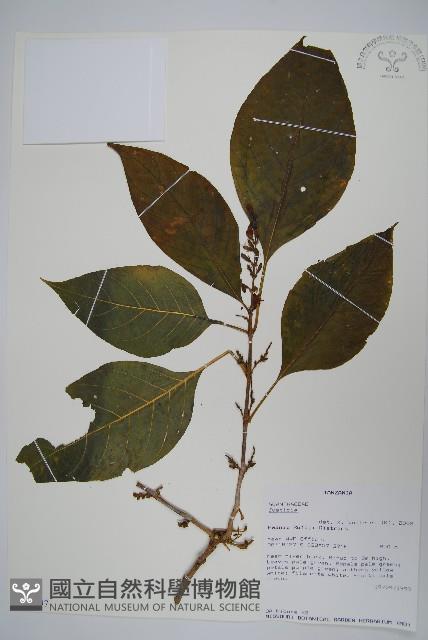 登錄號:S100797藏品圖，第1張