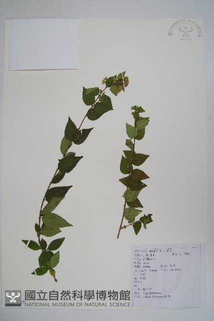 臺灣糯米條藏品圖，第1張