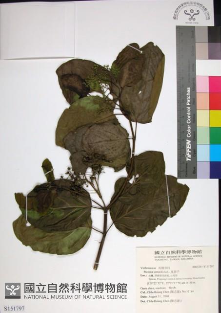 臭娘子藏品圖，第1張