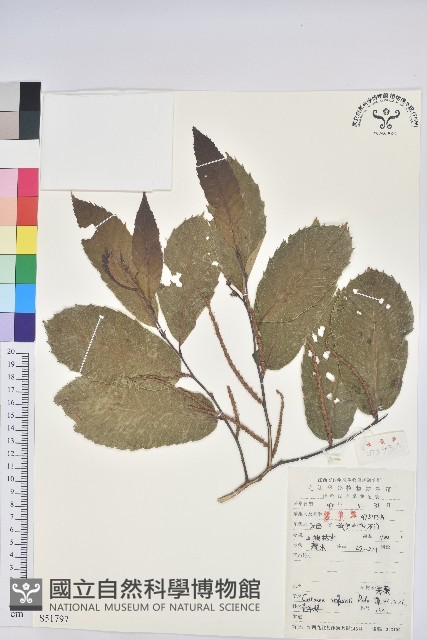 茅栗藏品圖，第1張