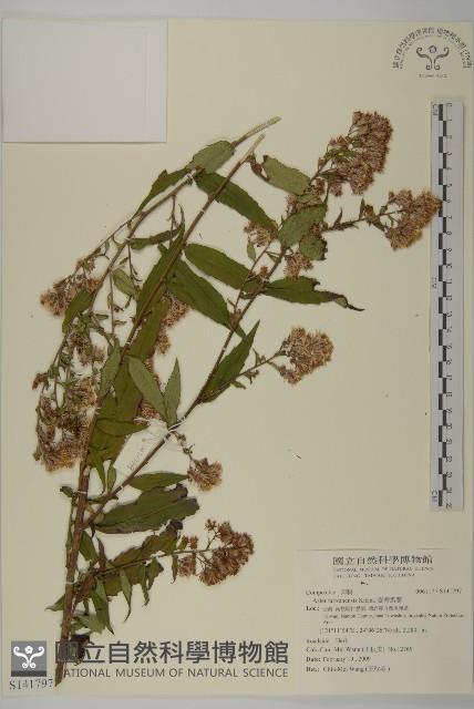 臺灣馬蘭藏品圖，第1張