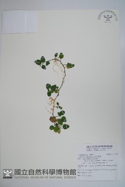 圓葉山梗菜藏品圖，第1張