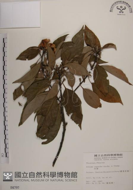 木荷藏品圖，第1張