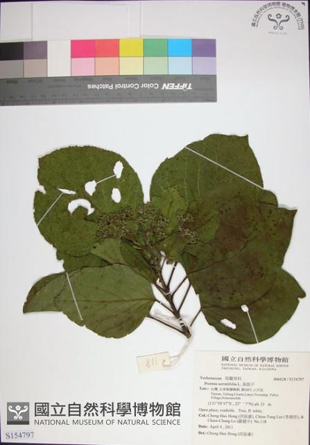 臭娘子藏品圖，第1張