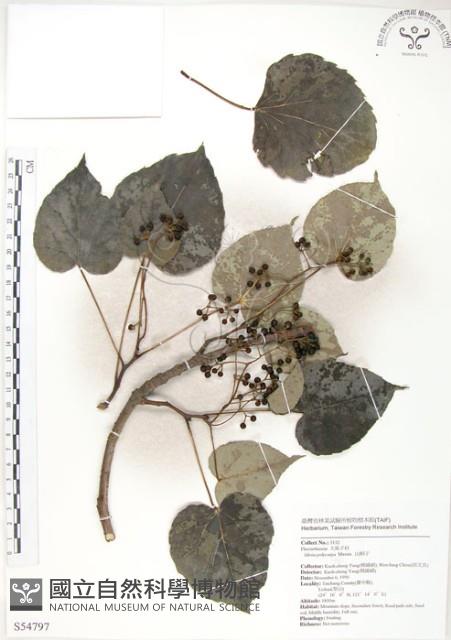 山桐子藏品圖，第1張