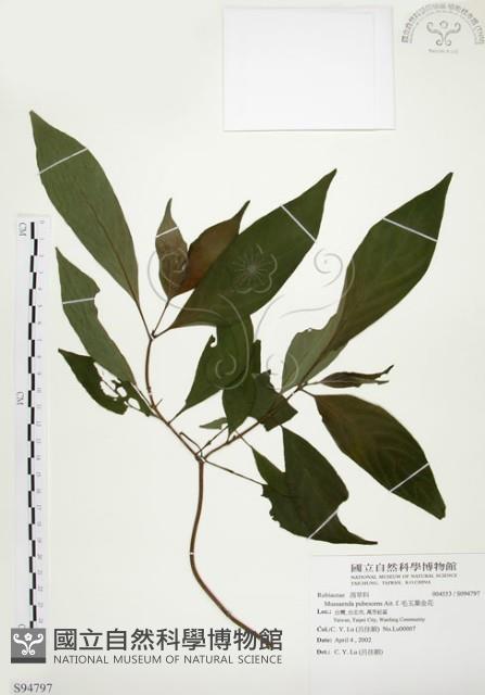 毛玉葉金花藏品圖，第1張