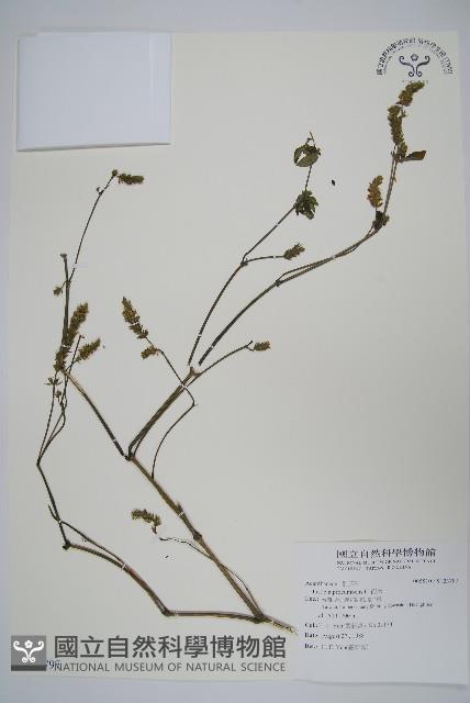 爵床藏品圖，第1張