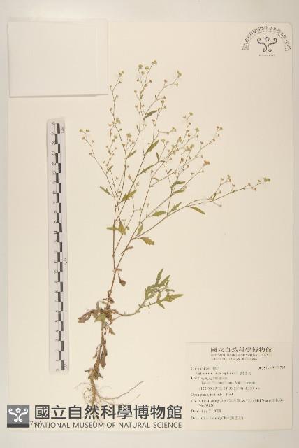 銀膠菊藏品圖，第1張