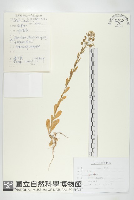 凹果菥蓂、遏藍菜藏品圖，第1張
