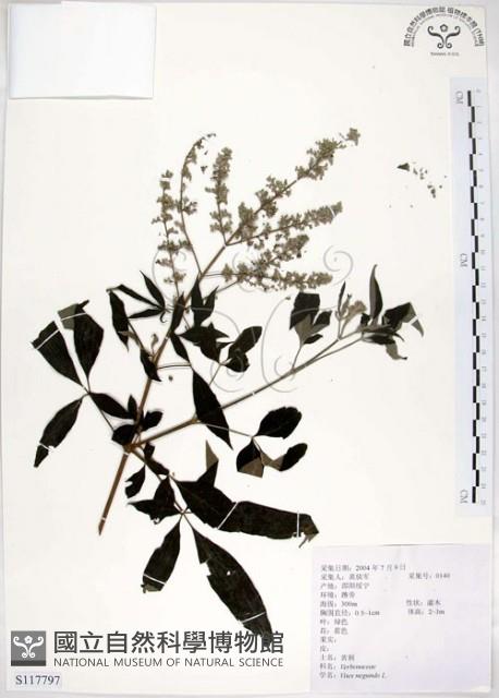 黃荊藏品圖，第1張