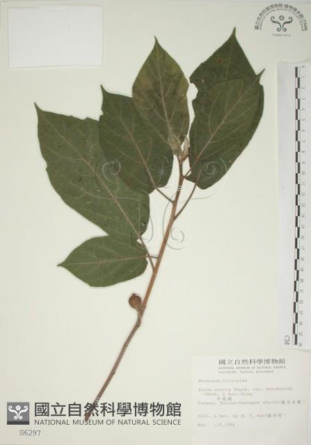 牛乳榕藏品圖，第1張