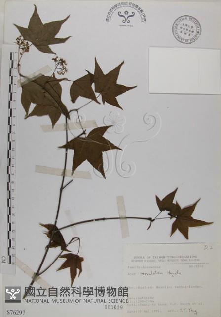 青楓藏品圖，第1張