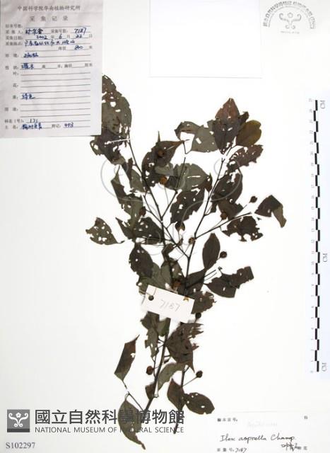 燈稱花、烏雞骨藏品圖，第1張