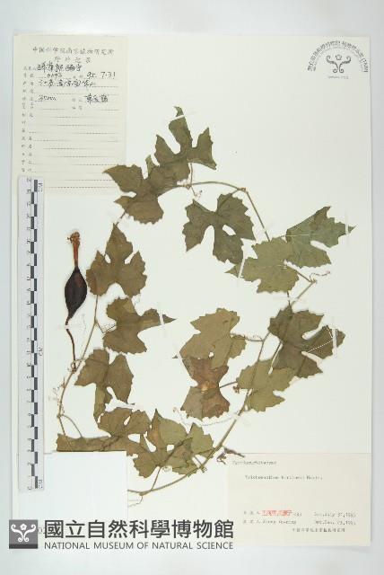 括樓藏品圖，第1張