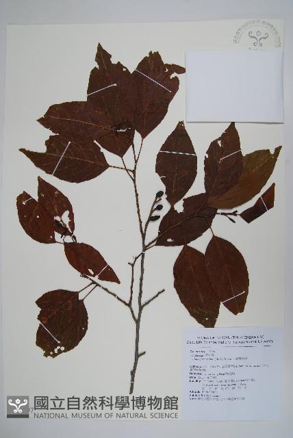 臺灣赤楊、臺灣榿木藏品圖，第1張