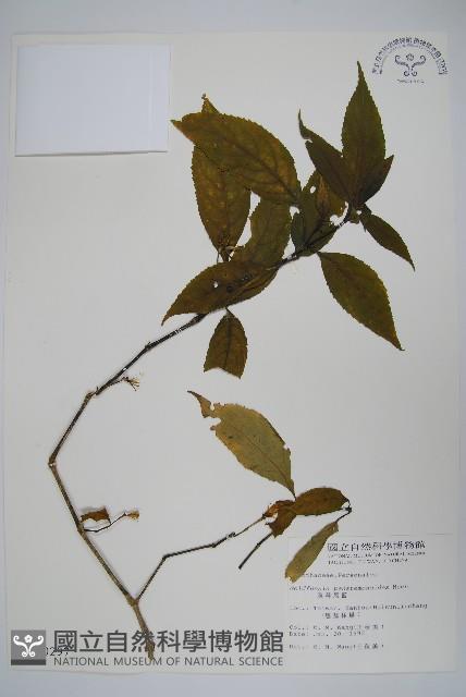 腺萼馬藍藏品圖，第1張