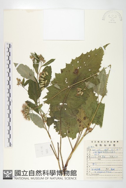 華北鳳毛菊藏品圖，第1張