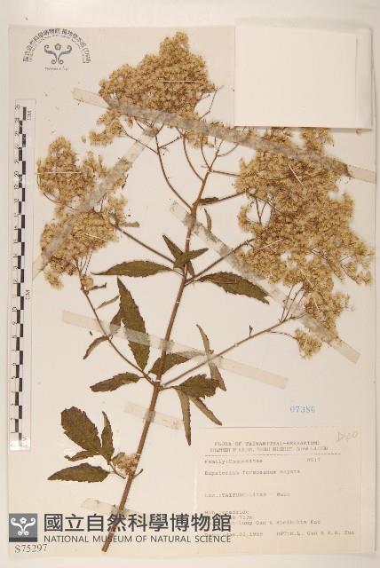 臺灣澤蘭藏品圖，第1張