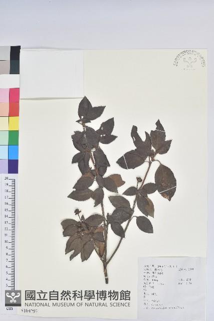 馬銀花藏品圖，第1張