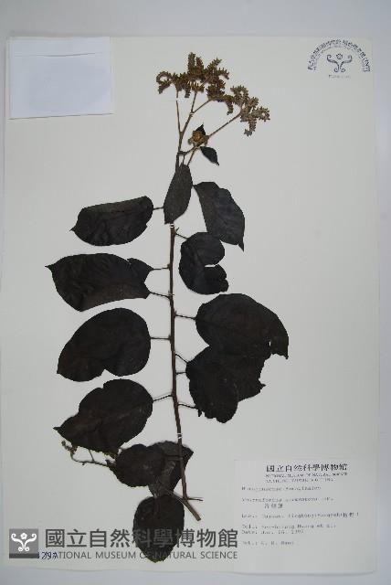 冷飯藤藏品圖，第1張