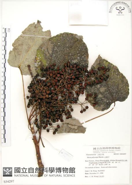 山桐子藏品圖，第1張