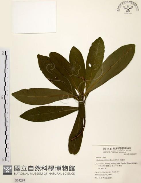 大頭茶藏品圖，第1張