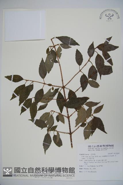 狹葉莢迷藏品圖，第1張