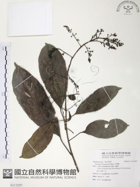 山香圓藏品圖，第1張