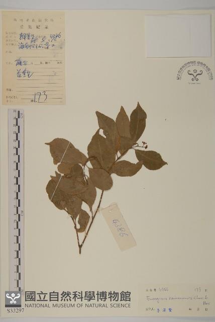 海南衛矛藏品圖，第1張