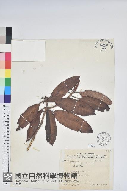 森氏杜鵑、森氏滿江紅藏品圖，第1張