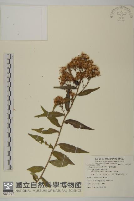 臺灣馬蘭藏品圖，第1張