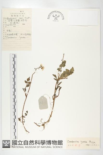 水田碎米薺藏品圖，第1張