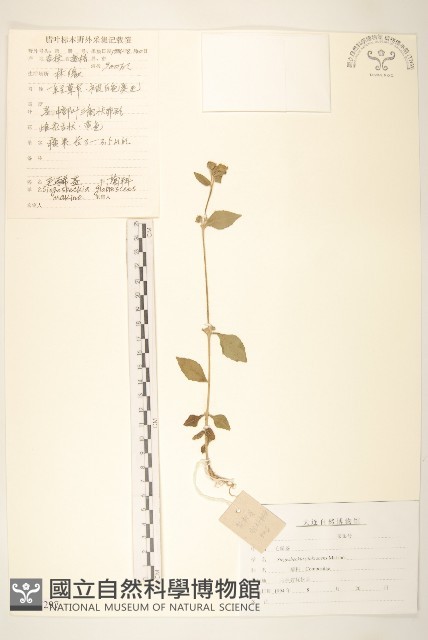 毛梗豨薟藏品圖，第1張