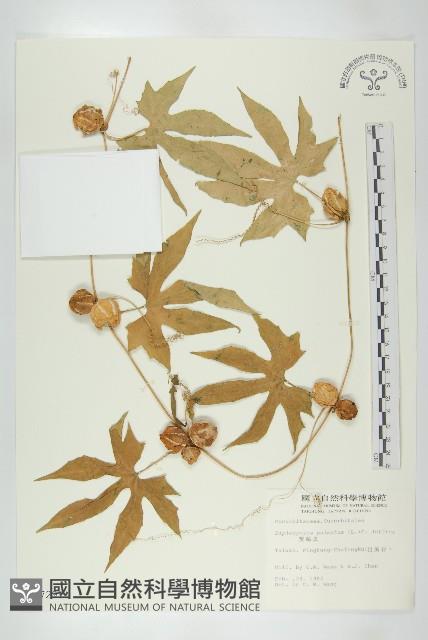 雙輪瓜藏品圖，第1張