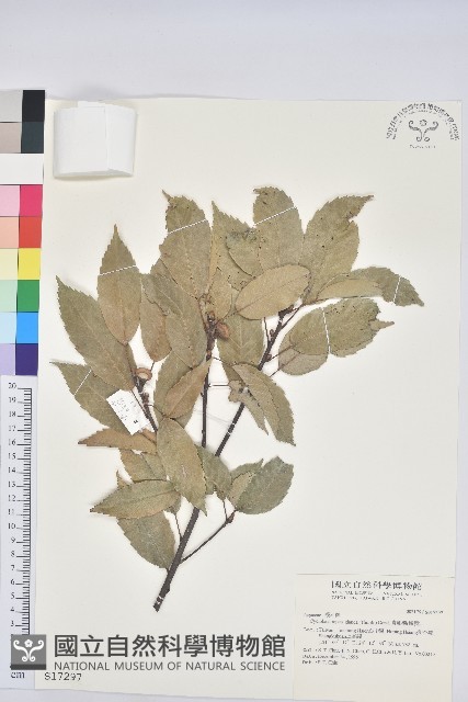 青剛櫟、鐵椆藏品圖，第1張