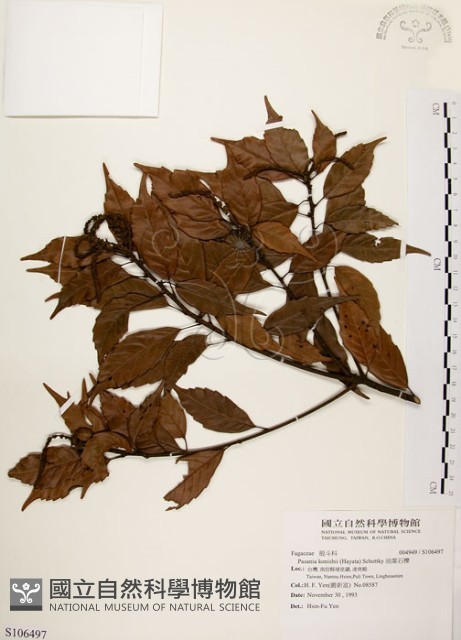 油葉石櫟藏品圖，第1張