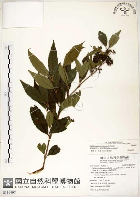 疏齒紫珠、恆春紫珠藏品圖，第1張