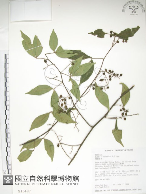飛龍掌血藏品圖，第1張